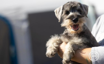 A háziállatok védelmére hívják fel a figyelmet a szilveszteri tűzijátékok idején az állatvédők