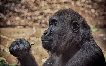 Gondozóra támadt egy gorilla a madridi állatkertben