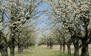 Jót tett a kertészeteknek és a gyümölcsösöknek a csapadék